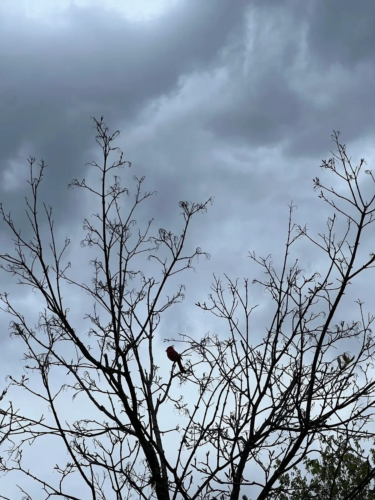 A pop of red on a gray day. Still Frame